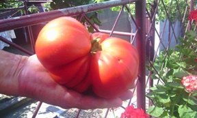 rosie axente sever 1