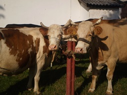 EXPOZITIE ANIMALE ALMA 1