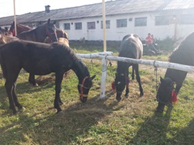 ziua recoltei - blajel 2014 mic